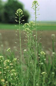 Carmelina Sativa, alternative biofuel source