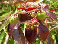 Jatropha Gossypifolia, alternative biofuel source