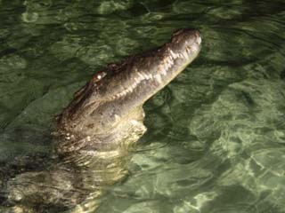 Crocodile on Black Bird Caye