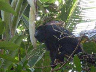 Lamanai, Belize Howler Monkey