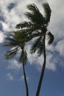 palm trees of Hawaii